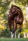 Westphalian horse