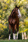 Westphalian horse