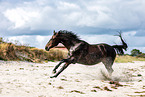 Westphalian horse
