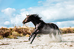 Westphalian horse
