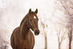 Westphalian