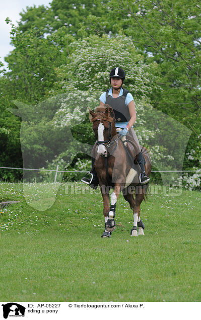 riding a pony / AP-05227