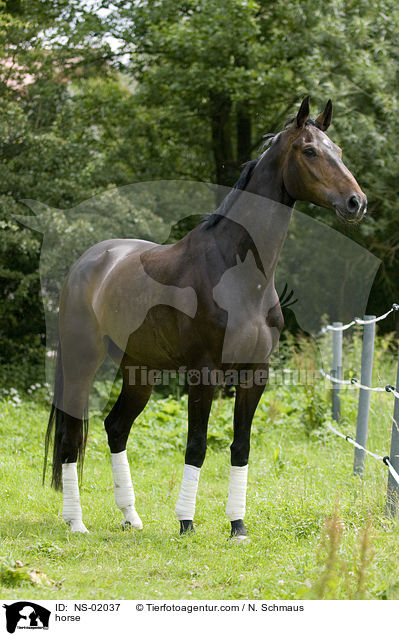 horse / NS-02037