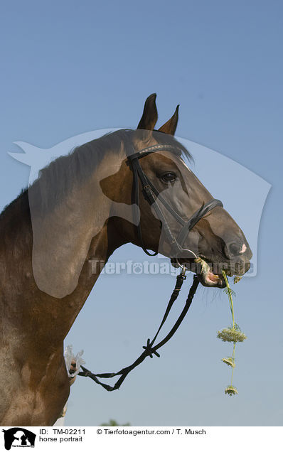horse portrait / TM-02211