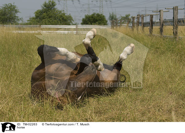 horse / TM-02263
