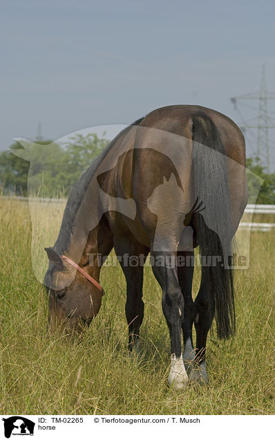 horse / TM-02265