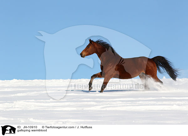 galloping warmblood / JH-10910