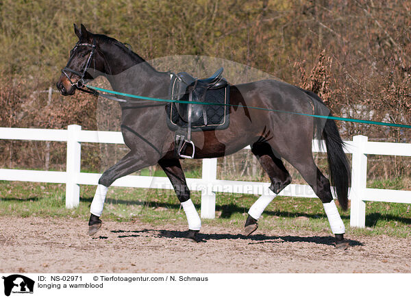 Wrttemberger am der Longe / longing a warmblood / NS-02971