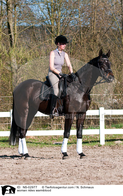 Frau reitet Wrttemberger / woman rides warmblood / NS-02977