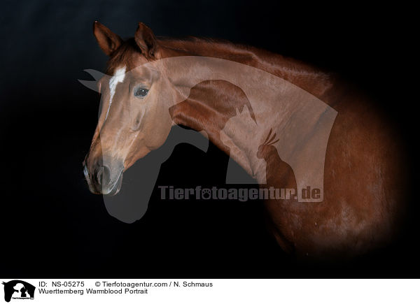 Wuerttemberg Warmblood Portrait / NS-05275