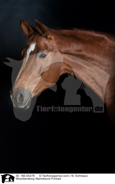 Wuerttemberg Warmblood Portrait / NS-05276
