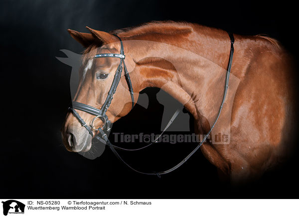 Wuerttemberg Warmblood Portrait / NS-05280