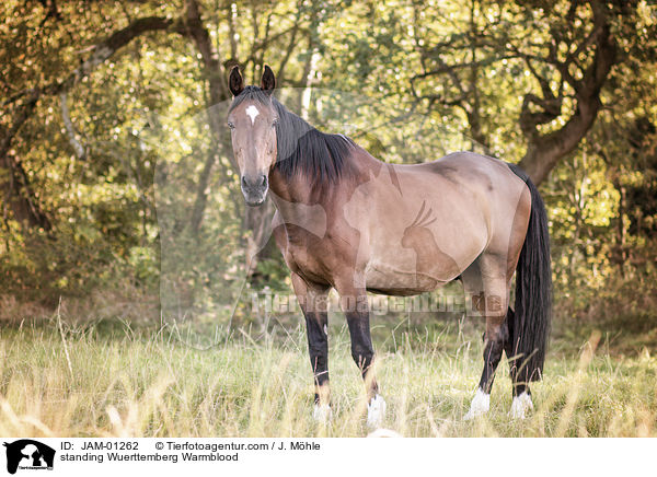 stehender Wrttemberger / standing Wuerttemberg Warmblood / JAM-01262