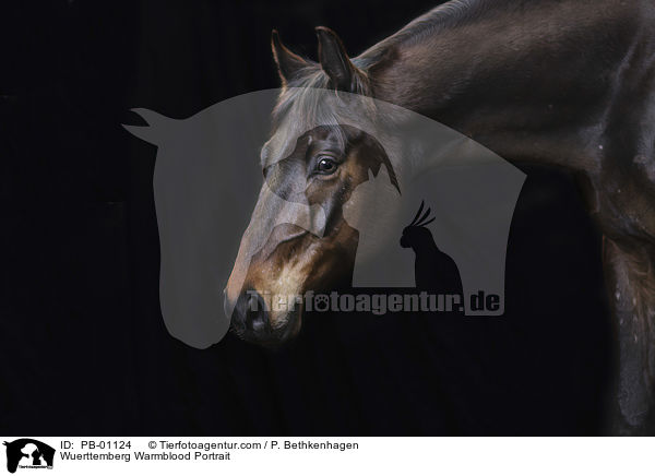 Wrttemberger Portrait / Wuerttemberg Warmblood Portrait / PB-01124