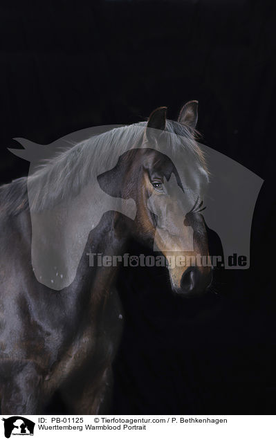 Wrttemberger Portrait / Wuerttemberg Warmblood Portrait / PB-01125