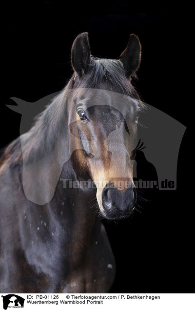 Wrttemberger Portrait / Wuerttemberg Warmblood Portrait / PB-01126