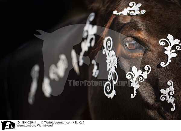 Wuerttemberg Warmblood / BK-02644