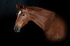Wuerttemberg Warmblood Portrait