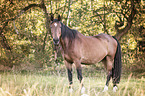 standing Wuerttemberg Warmblood