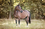 standing Wuerttemberg Warmblood