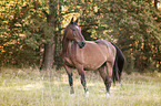 standing Wuerttemberg Warmblood