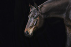 Wuerttemberg Warmblood Portrait