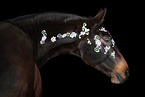 Wuerttemberg Warmblood