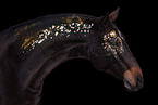 Wuerttemberg Warmblood