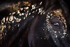 Wuerttemberg Warmblood