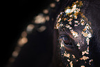 Wuerttemberg Warmblood