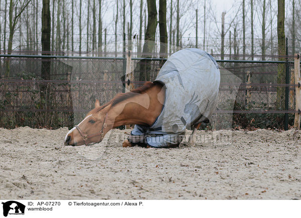 warmblood / AP-07270