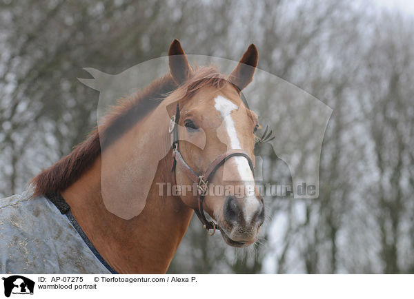 warmblood portrait / AP-07275