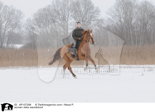 Frau reitet Zangersheider Sportpferd / woman rides warmblood / AP-07298