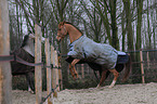 warmblood