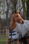 warmblood portrait