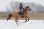 woman rides warmblood