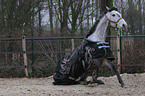 warmblood