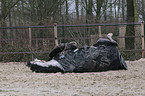 rolling warmblood