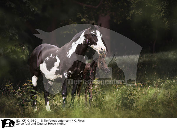 Zorse foal and Quarter Horse mother / KFI-01089