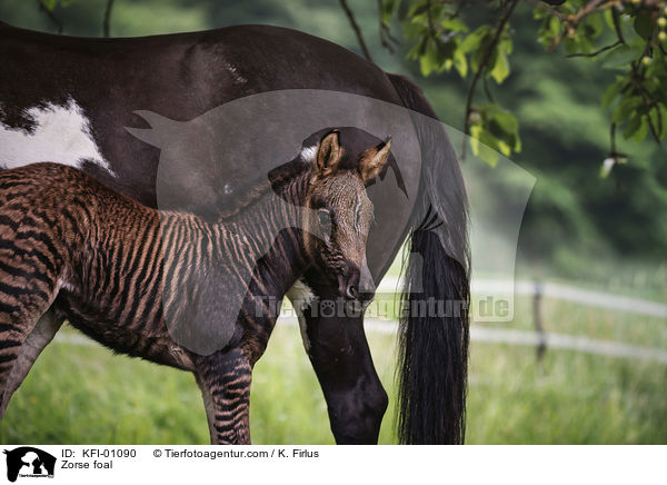 Zorse foal / KFI-01090