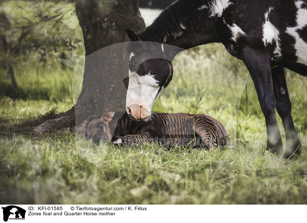 Zorse foal and Quarter Horse mother / KFI-01585
