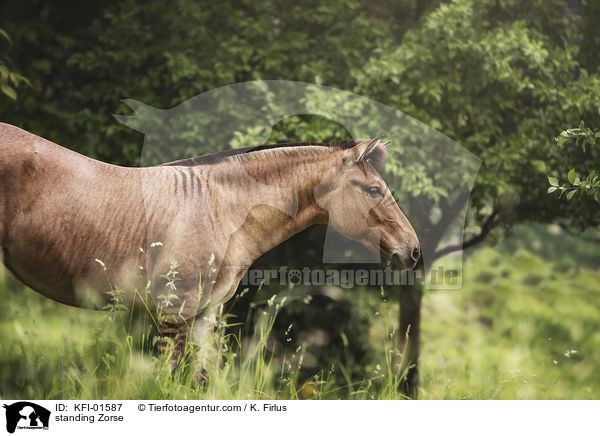 sehendes Zorse / standing Zorse / KFI-01587