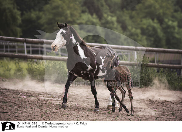 Zorse foal and Quarter Horse mother / KFI-01589