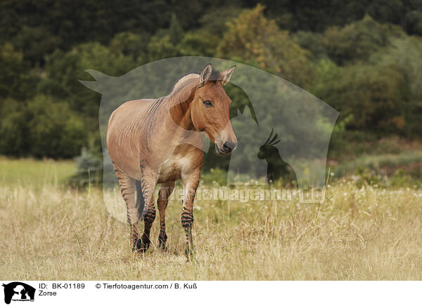 Zorse / Zorse / BK-01189
