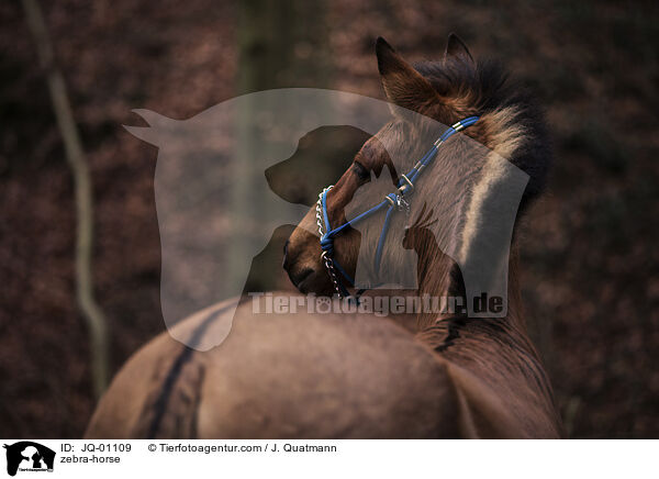 Zorse / zebra-horse / JQ-01109