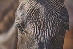 Zorse