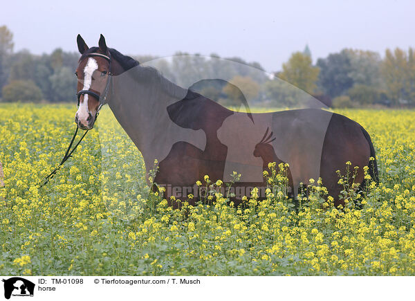 horse / TM-01098