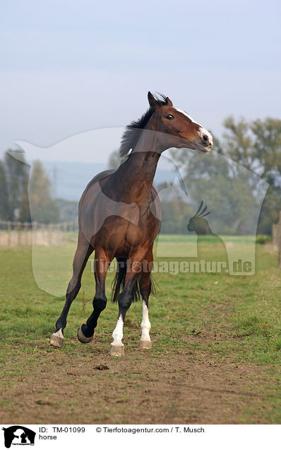 horse / TM-01099