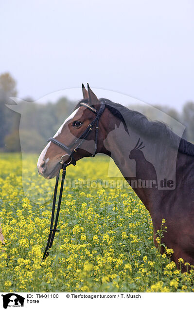 Zweibrcker / horse / TM-01100