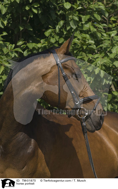 horse portrait / TM-01875